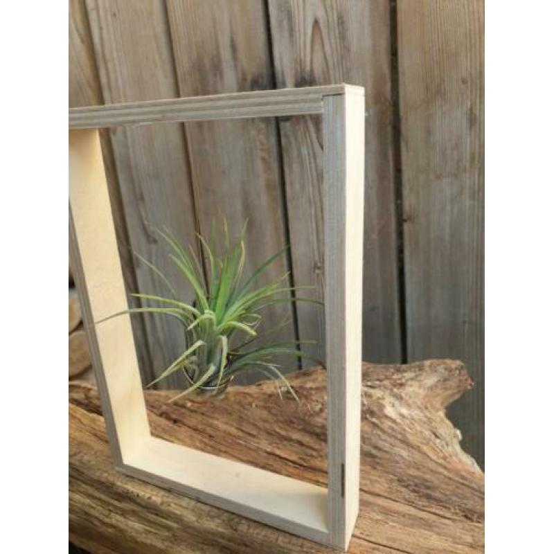 MOEDERDAG TIP airplant air plantje lucht plant koeienhuid