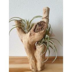 MOEDERDAG TIP airplant air plantje lucht plant koeienhuid