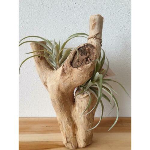 MOEDERDAG TIP airplant air plantje lucht plant koeienhuid