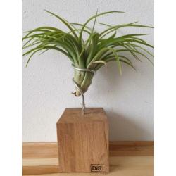 MOEDERDAG TIP airplant air plantje lucht plant koeienhuid