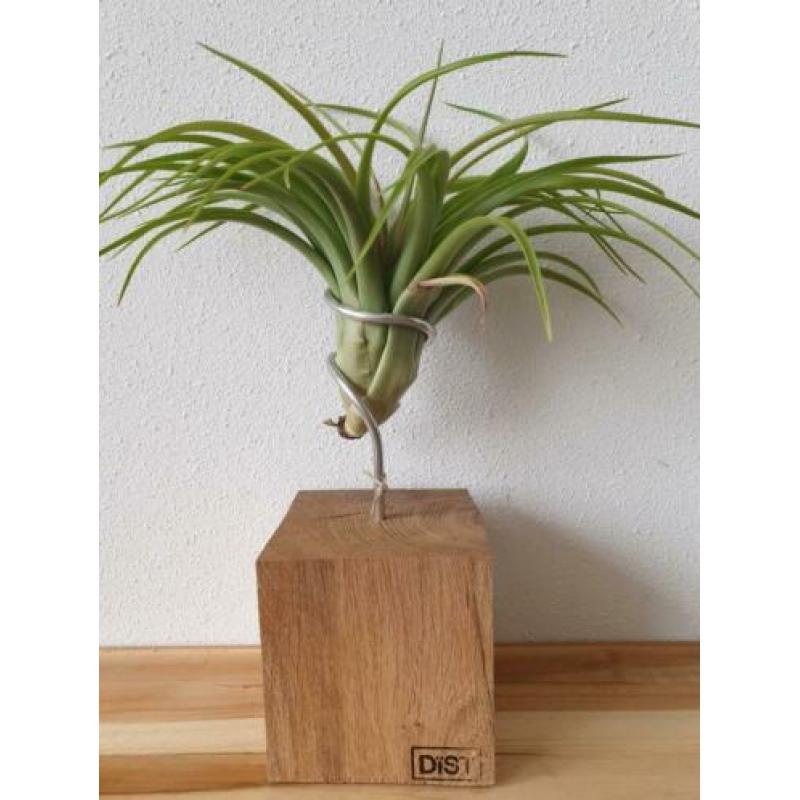 MOEDERDAG TIP airplant air plantje lucht plant koeienhuid