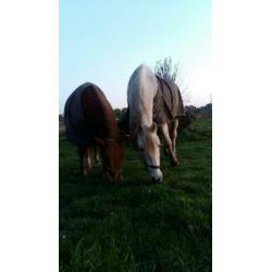 Super lieve, brave ruin!