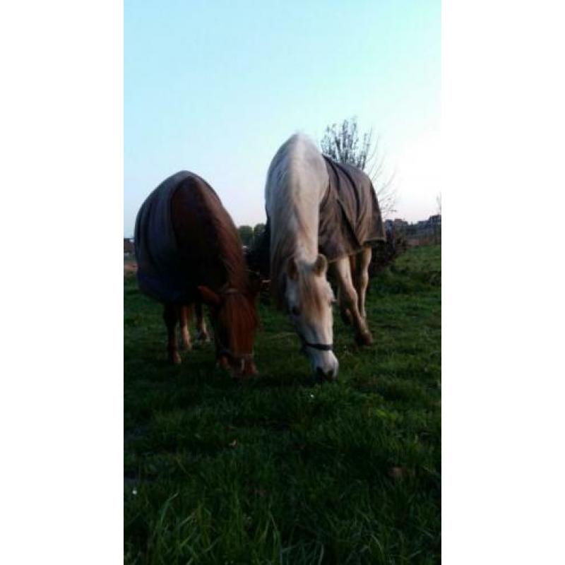 Super lieve, brave ruin!