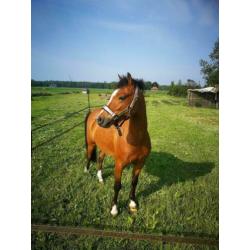 Super lieve 5-jarige B/C Welsh pony te koop