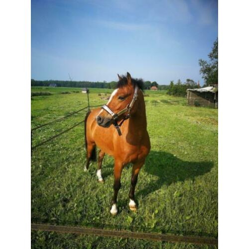 Super lieve 5-jarige B/C Welsh pony te koop
