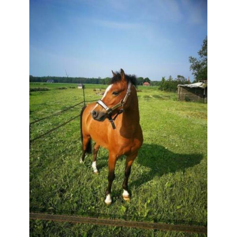 Super lieve 5-jarige B/C Welsh pony te koop