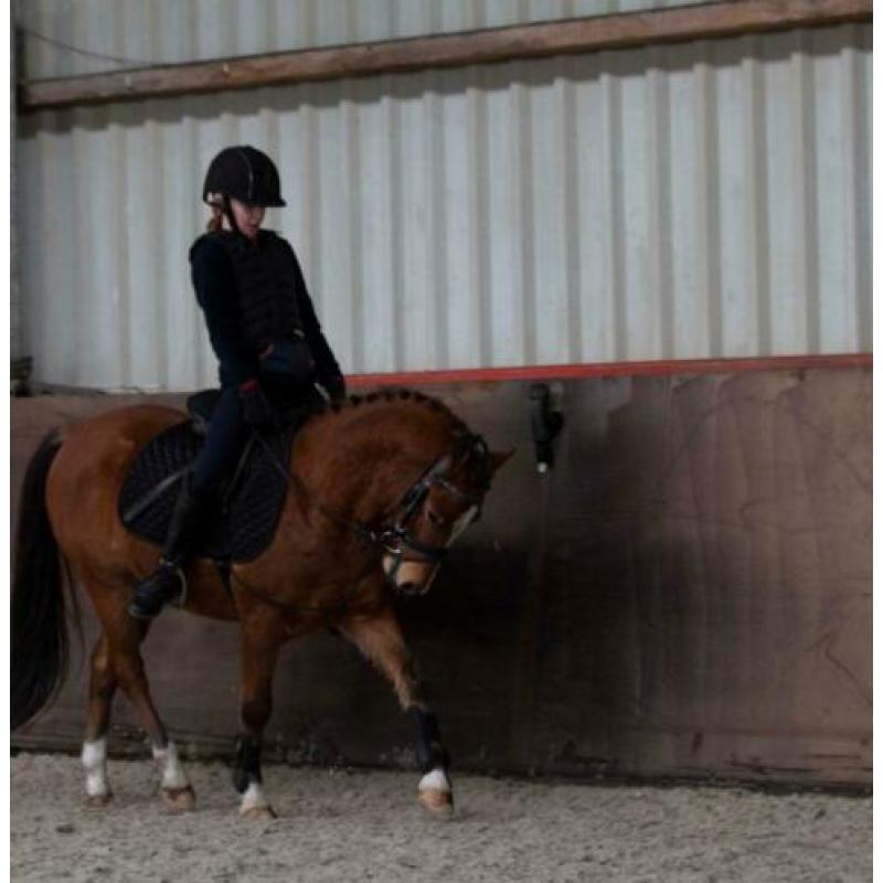Super lieve 5-jarige B/C Welsh pony te koop