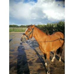 Super lieve 5-jarige B/C Welsh pony te koop