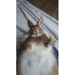 Mooi lief konijntje, half jaar oud
