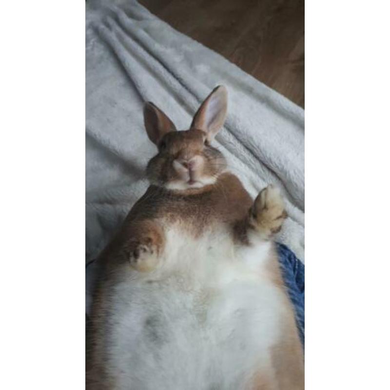 Mooi lief konijntje, half jaar oud