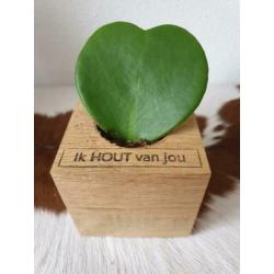 MOEDERDAG TIP airplant air plantje lucht plant koeienhuid