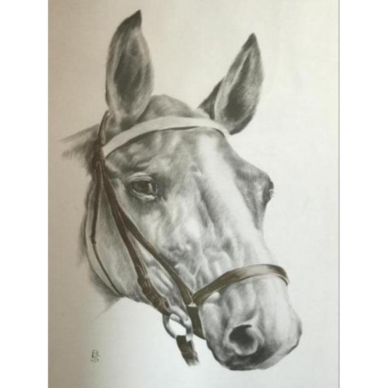Paarden hoofd tekening (prent ) 47x63 cm