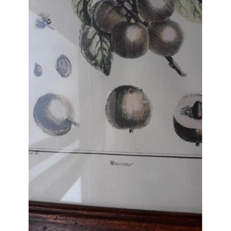 Botanische tekening mango .In antiek houten lijst
