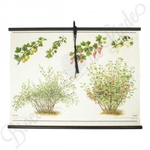 Oude botanische schoolplaten vintage posters industrieel TOP