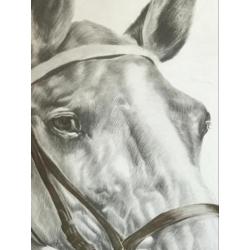 Paarden hoofd tekening (prent ) 47x63 cm