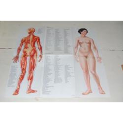 Anatomische platen