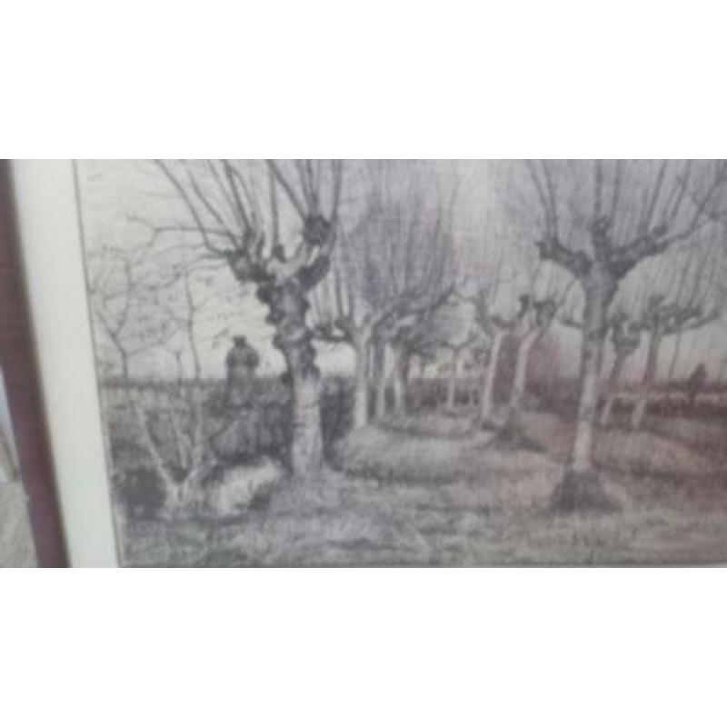 tekening Knotberken
