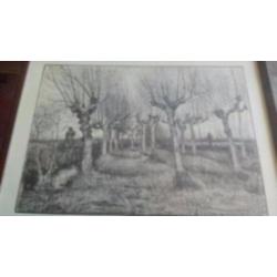 tekening Knotberken