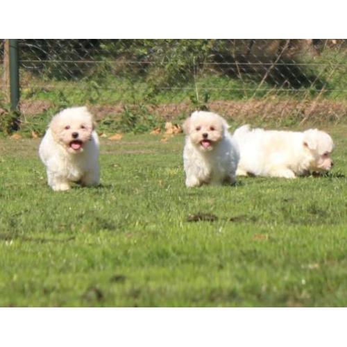Maltezer pups