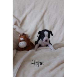 Super lieve raszuivere chihuahua pups
