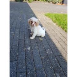 Prachtige toy poedel pups teefjes