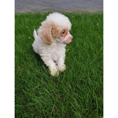 Prachtige toy poedel pups teefjes