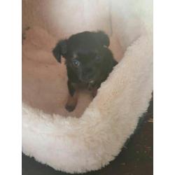 Chihuahua reutje