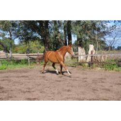 te koop 2,5 jarige ruin
