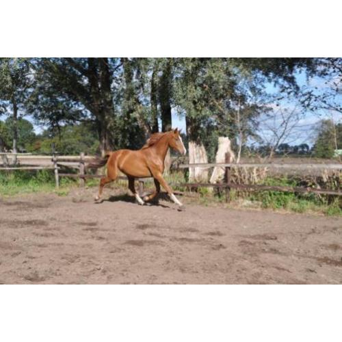 te koop 2,5 jarige ruin
