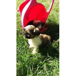 pups yorkshire mix shih-tzu (yorkie-tzu)
