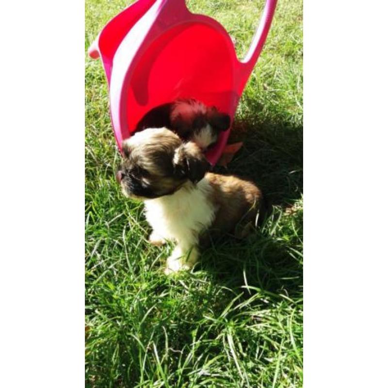 pups yorkshire mix shih-tzu (yorkie-tzu)