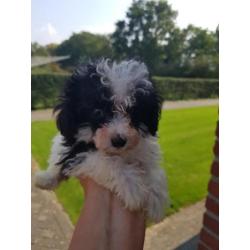 Prachtige toy poedel pups teefjes