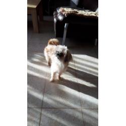 chiwawa shih tzu chiwawa reu
