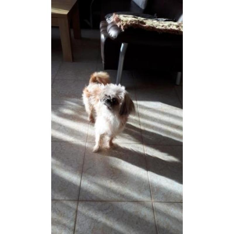 chiwawa shih tzu chiwawa reu