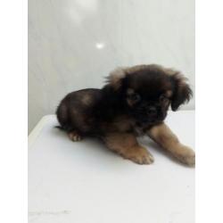 Pekingees Puppies