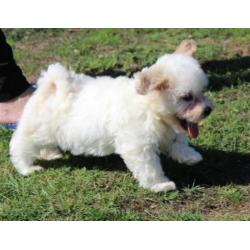 Maltezer pups