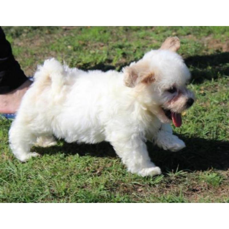Maltezer pups