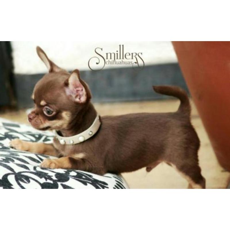 Heel mooie Chihuahua Pup - Chocolate Tan Korthaar
