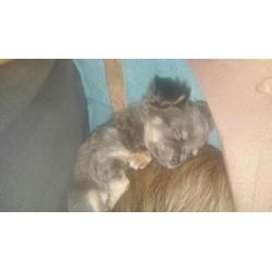 Prachtige stoere langharige chiuahua pup