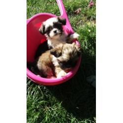 pups yorkshire mix shih-tzu (yorkie-tzu)