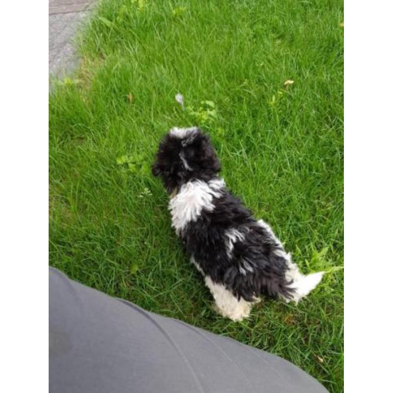 Prachtige toy poedel pups teefjes