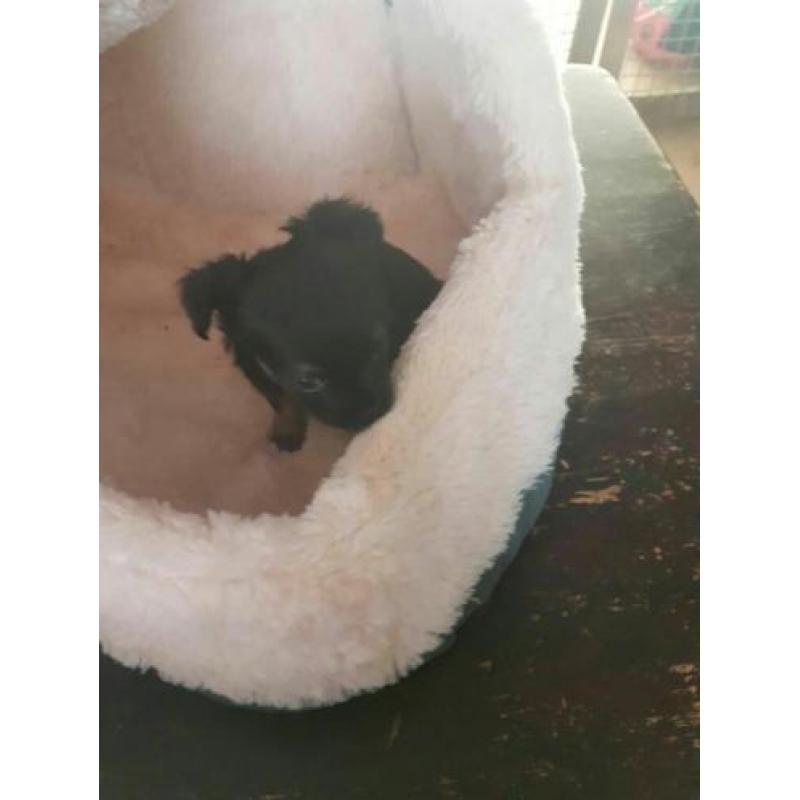 Chihuahua reutje