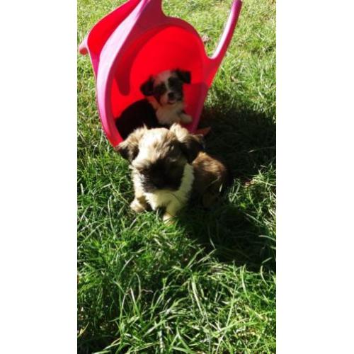 pups yorkshire mix shih-tzu (yorkie-tzu)