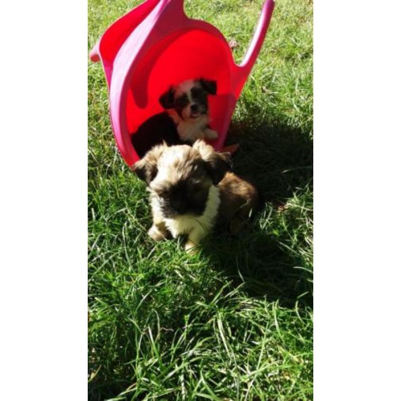 pups yorkshire mix shih-tzu (yorkie-tzu)