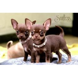 Heel mooie Chihuahua Pup - Chocolate Tan Korthaar