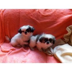 Pekingees Puppies