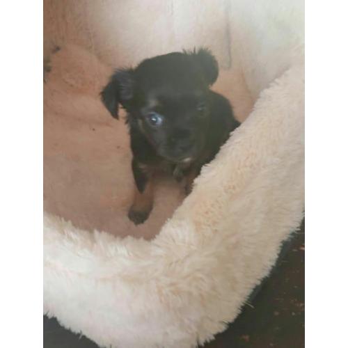 Chihuahua reutje