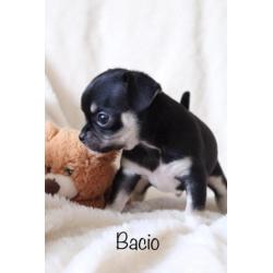 Super lieve raszuivere chihuahua pups