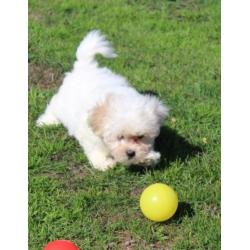 Maltezer pups