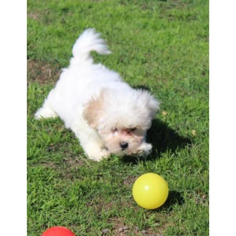 Maltezer pups